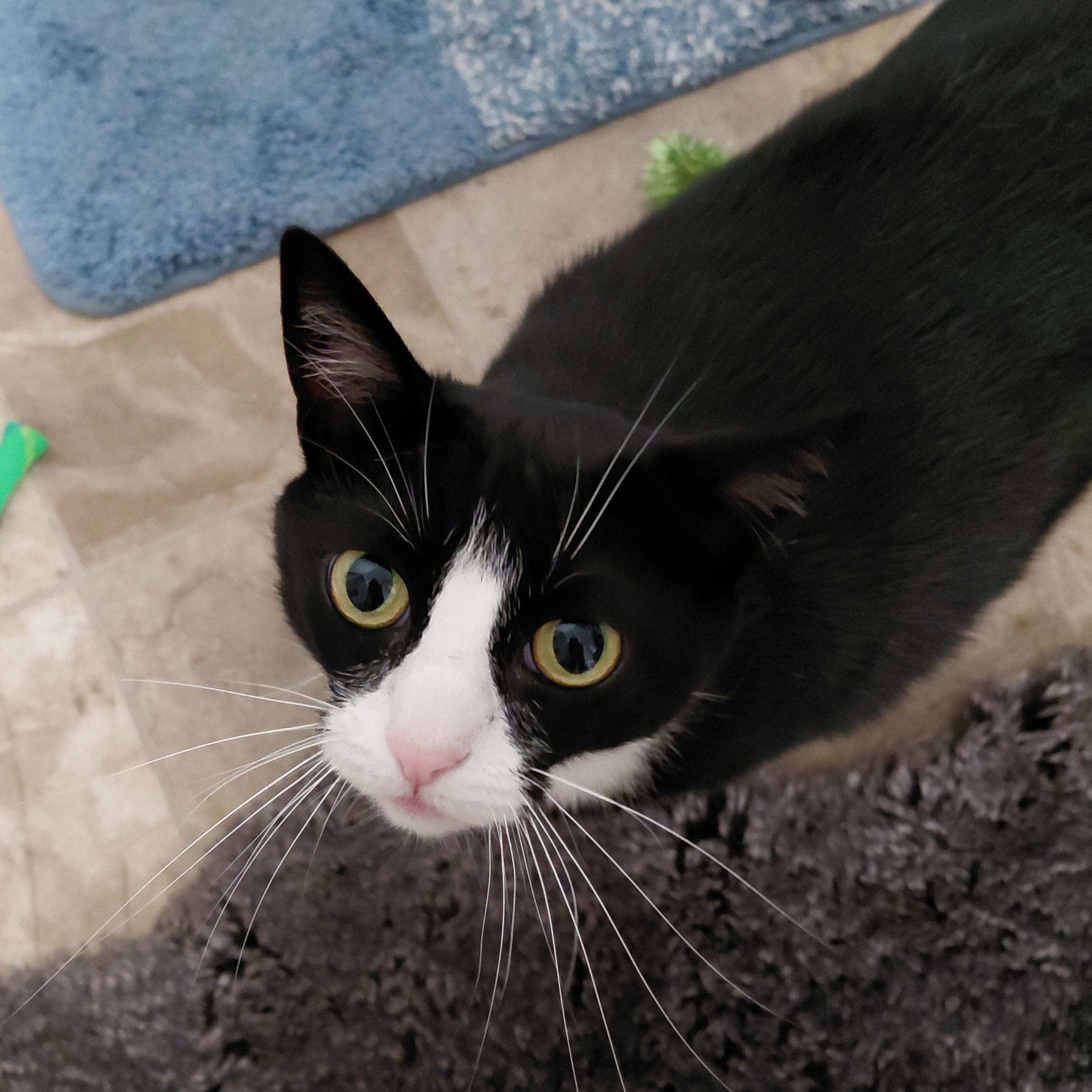 GRACIE-ch, an adoptable Tuxedo, Domestic Short Hair in Burlington, WA, 98233 | Photo Image 3