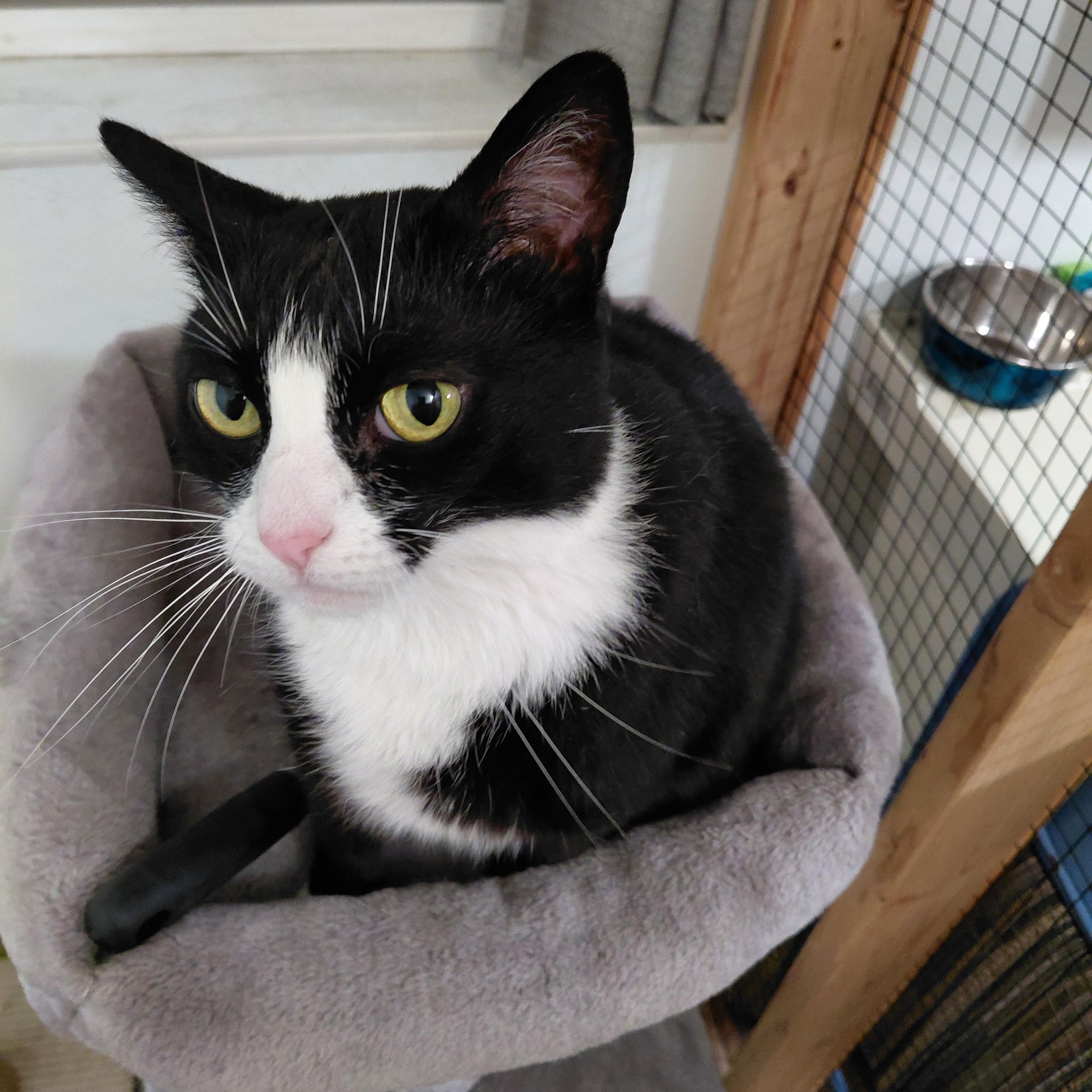 GRACIE-ch, an adoptable Tuxedo, Domestic Short Hair in Burlington, WA, 98233 | Photo Image 5