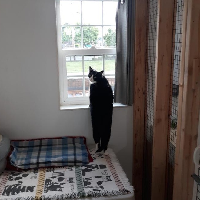 GRACIE-ch, an adoptable Tuxedo, Domestic Short Hair in Burlington, WA, 98233 | Photo Image 4