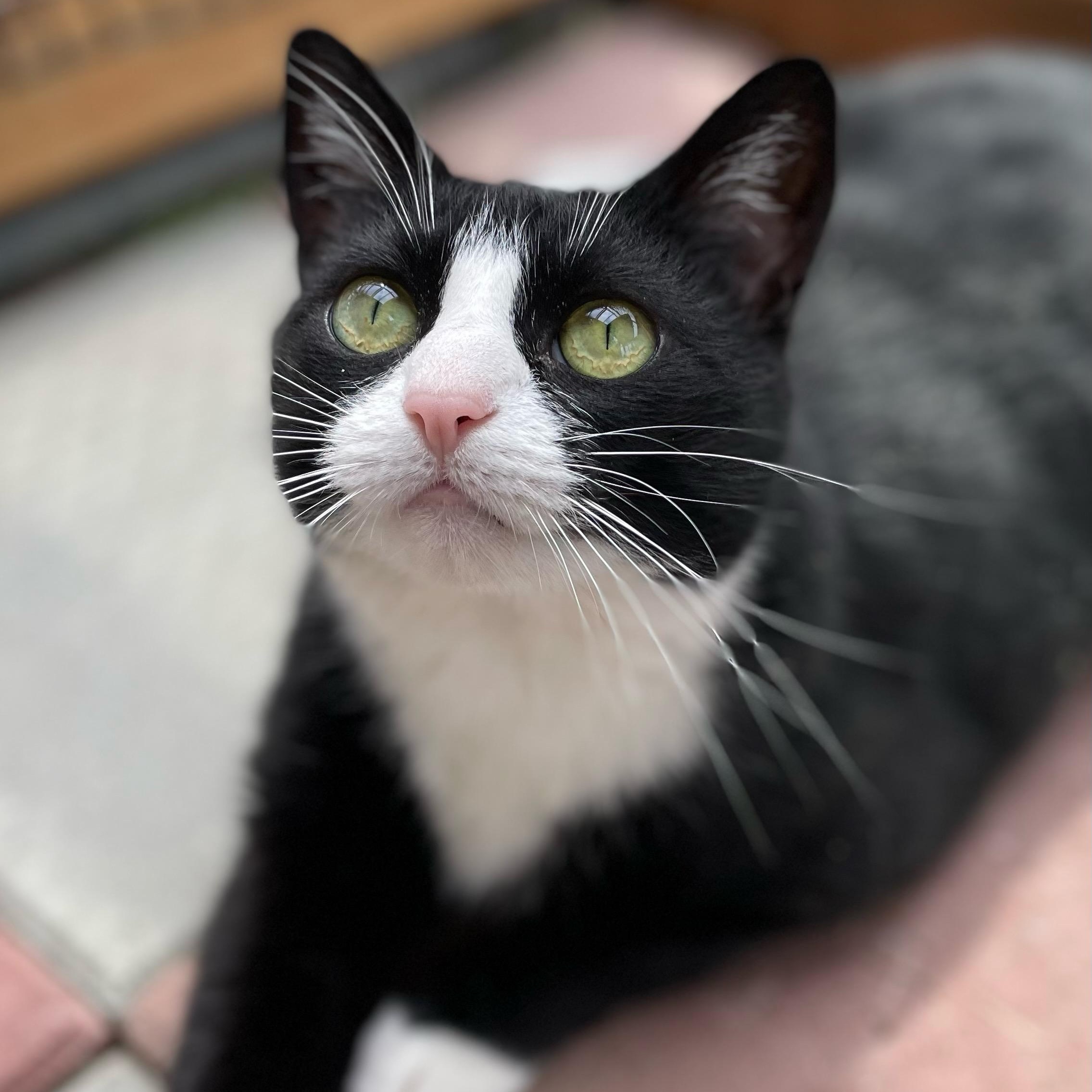 GRACIE-ch, an adoptable Tuxedo, Domestic Short Hair in Burlington, WA, 98233 | Photo Image 2
