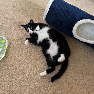 GRACIE-ch, an adoptable Tuxedo, Domestic Short Hair in Burlington, WA, 98233 | Photo Image 6