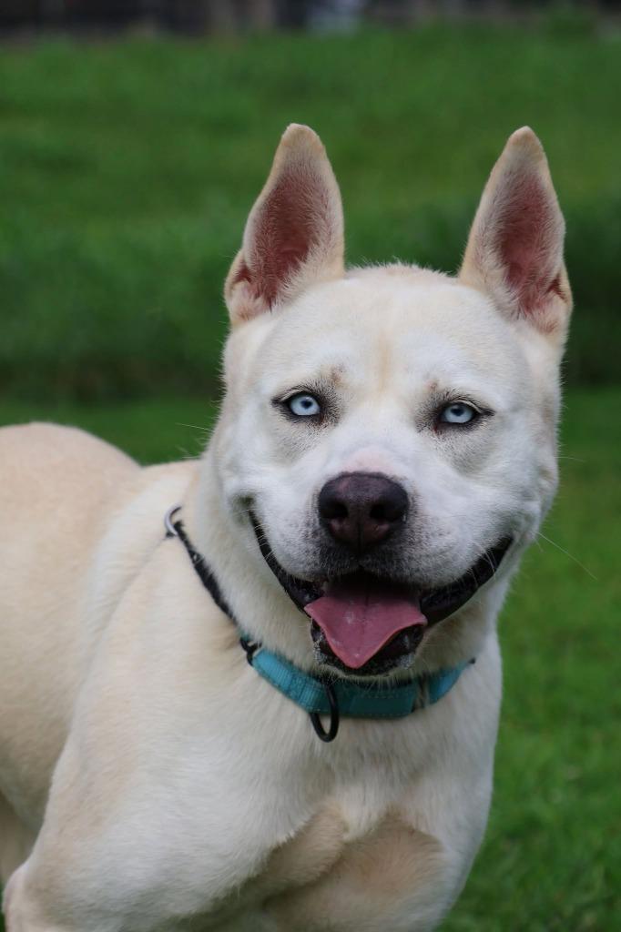 Queen, Adoptable, Adult Female Mixed Breed.