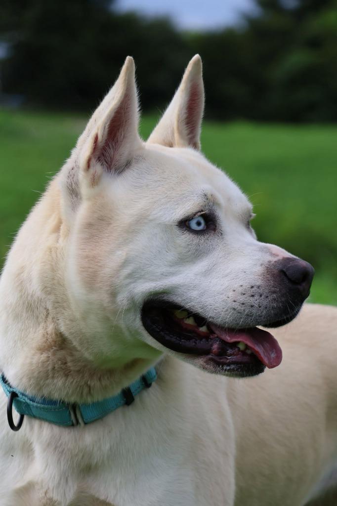 Enlarge Queen, a Adoptable mixed breed in Columbia, TN image 2/5