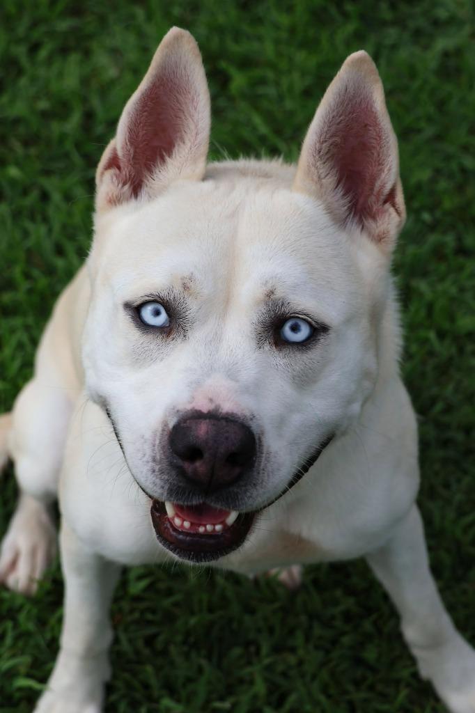 Enlarge Queen, a Adoptable mixed breed in Columbia, TN image 3/5
