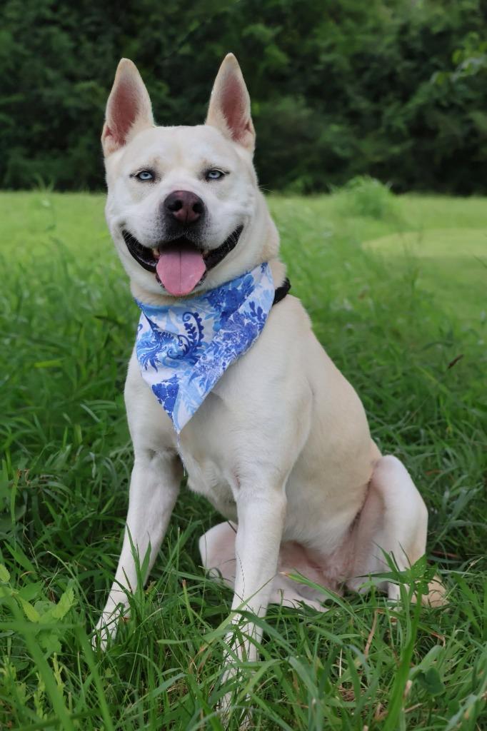 Queen, a Adoptable mixed breed in Columbia, TN image 1/5