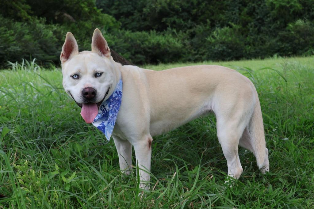 Queen, a Adoptable mixed breed in Columbia, TN image 2/5