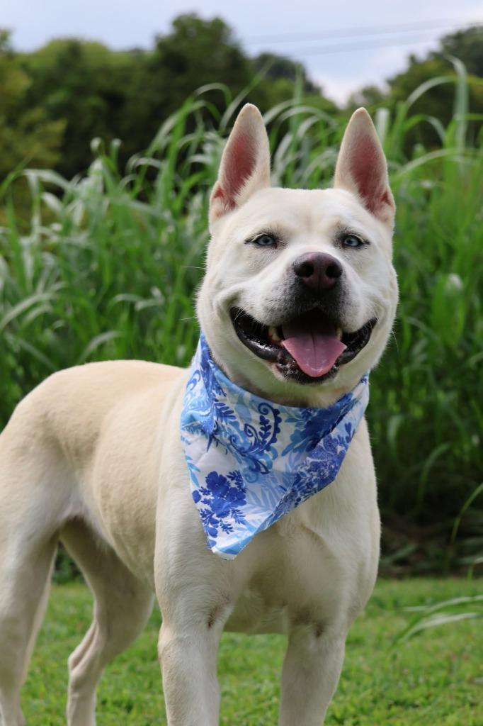 Queen, a Adoptable mixed breed in Columbia, TN image 3/5