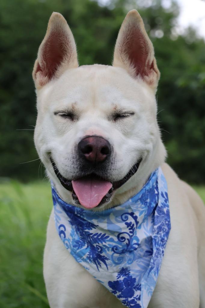 Queen, a Adoptable mixed breed in Columbia, TN image 4/5