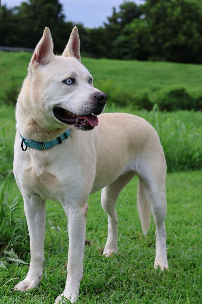 Enlarge Queen, a Adoptable mixed breed in Columbia, TN image 4/5