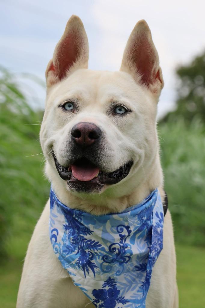 Queen, a Adoptable mixed breed in Columbia, TN image 5/5