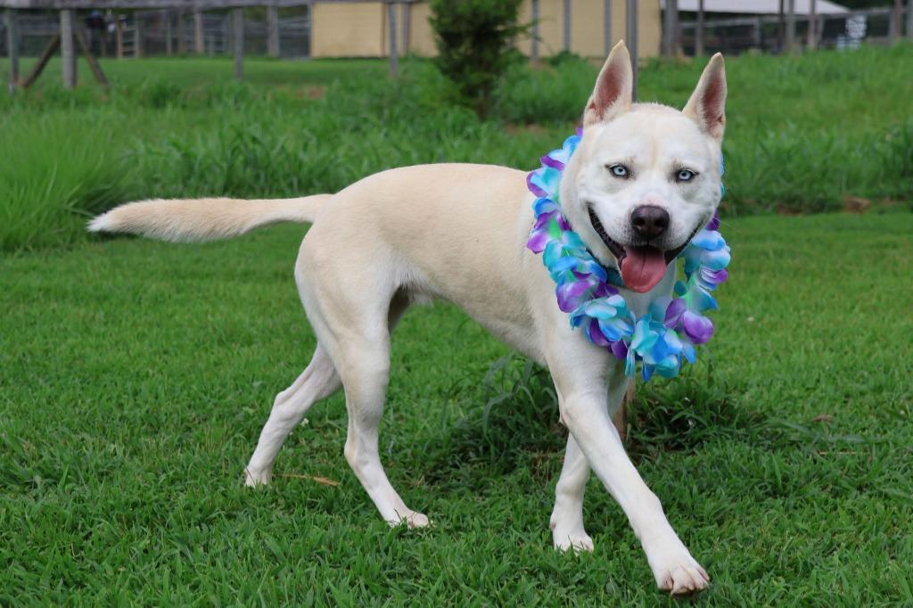 Enlarge Queen, a Adoptable mixed breed in Columbia, TN image 5/5