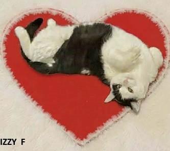 Enlarge IZZY, a Adoptable Domestic Short Hair in Frisco, CO image 1/1