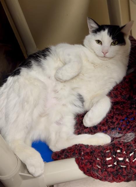 IZZY, Adoptable, Young Female Domestic Short Hair.