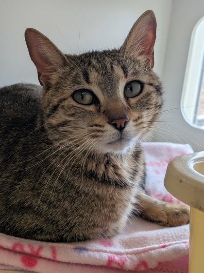 Enlarge Gabby, a Adoptable mixed breed in Divide, CO image 1/1