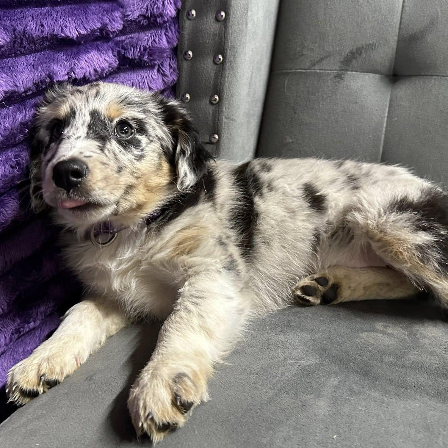 Mystic-Foster Home Needed