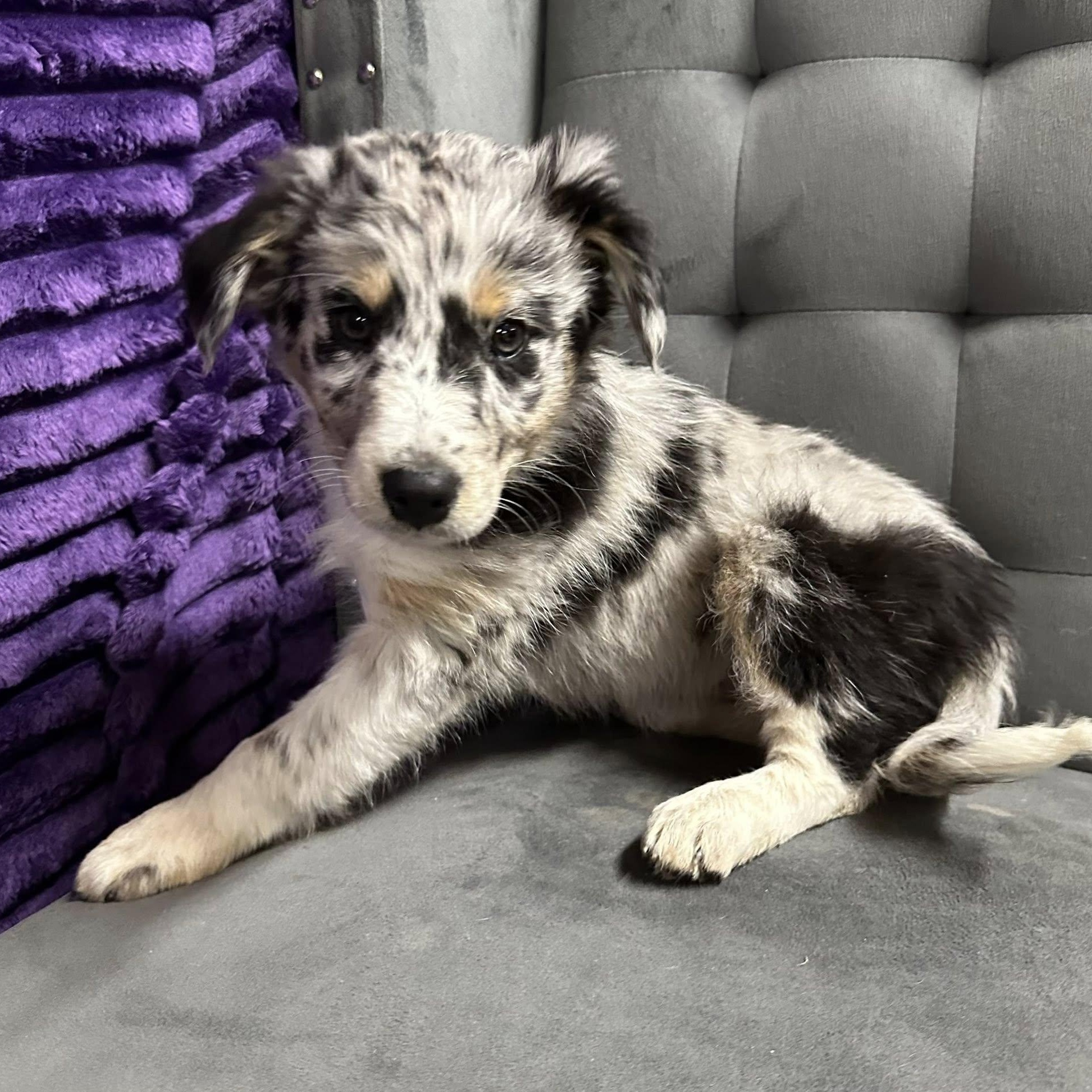 Mystic-Foster Home Needed