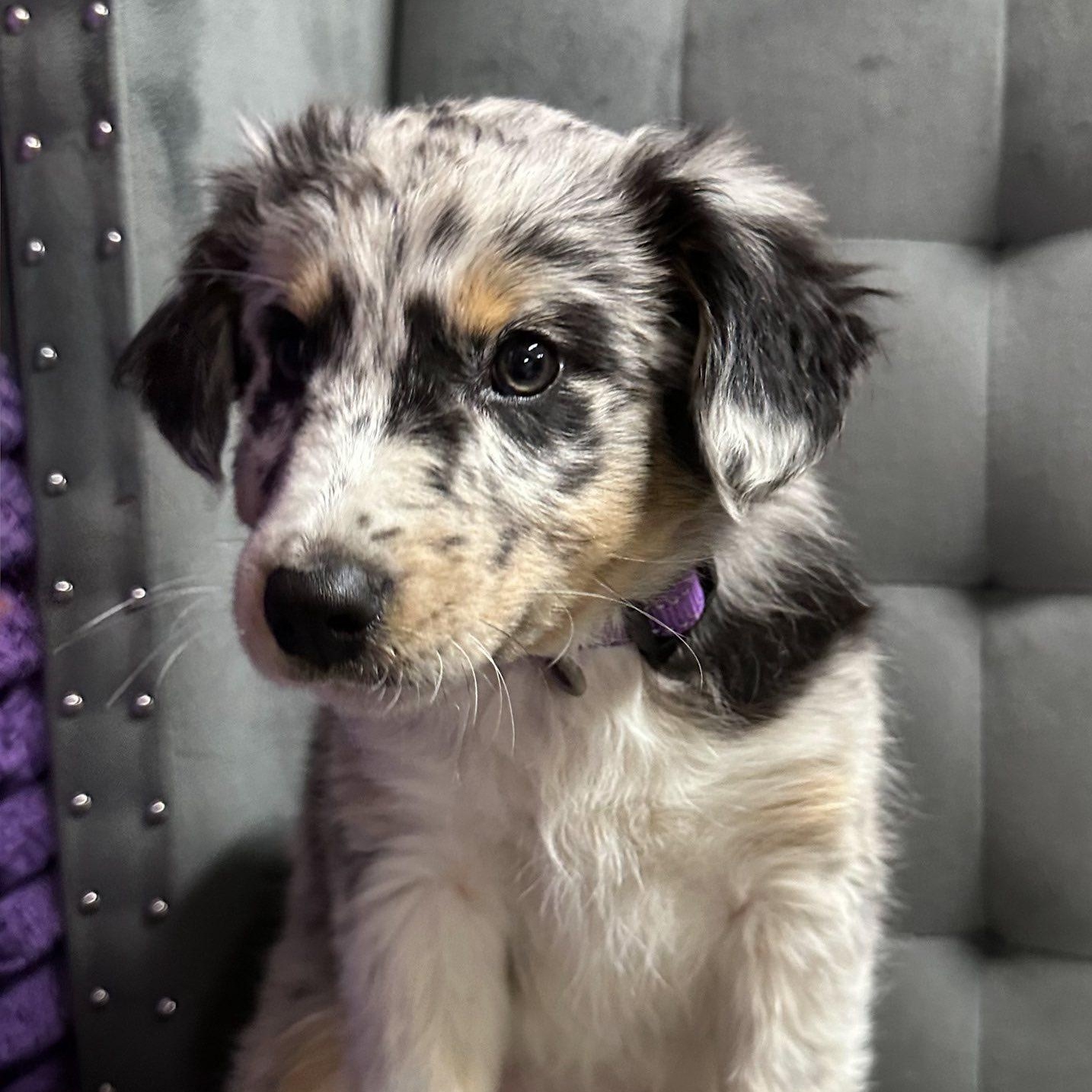 Mystic-Foster Home Needed