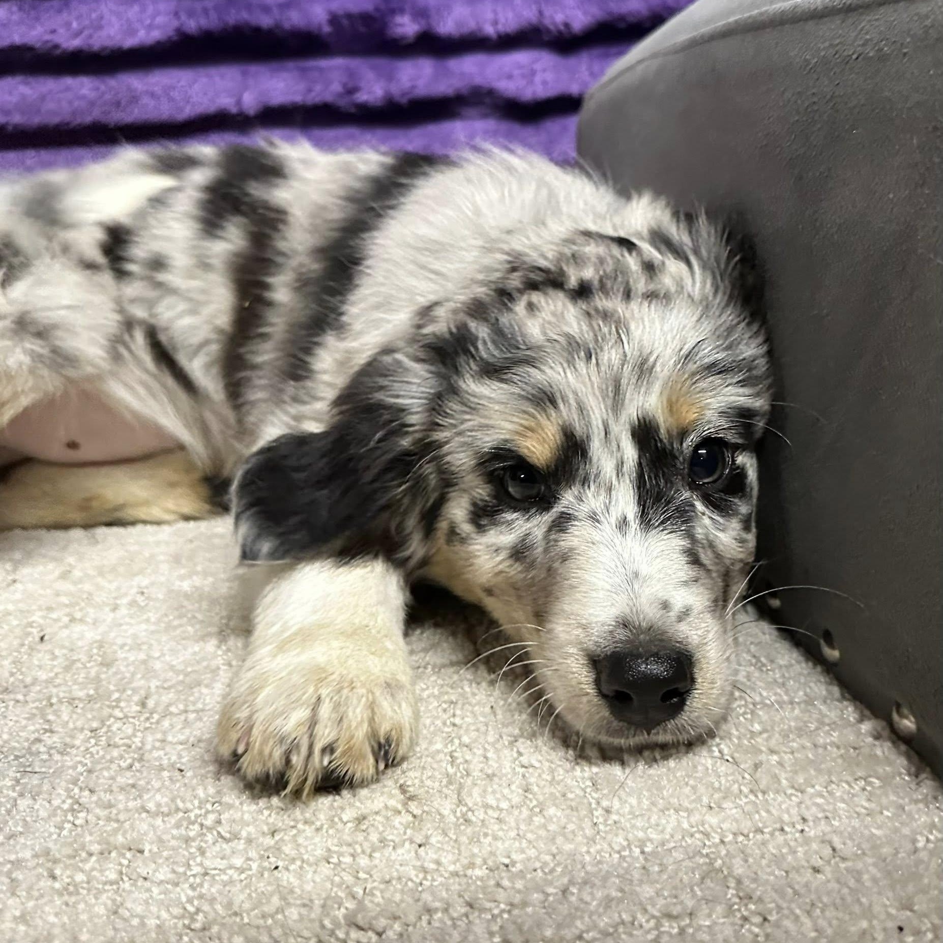 Mystic-Foster Home Needed