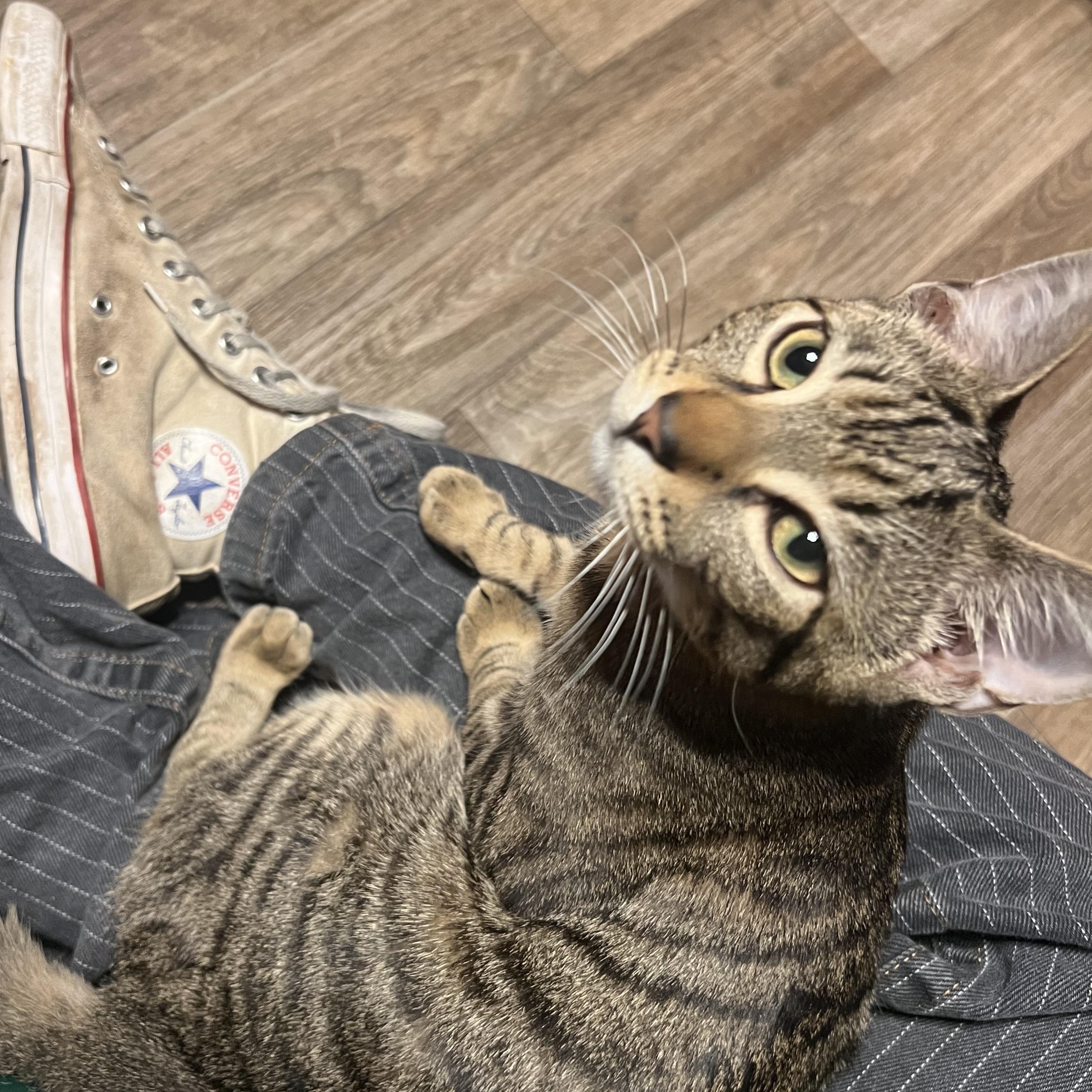 Lenny, an adopted mixed breed in Aliso Viejo, CA image 2/6