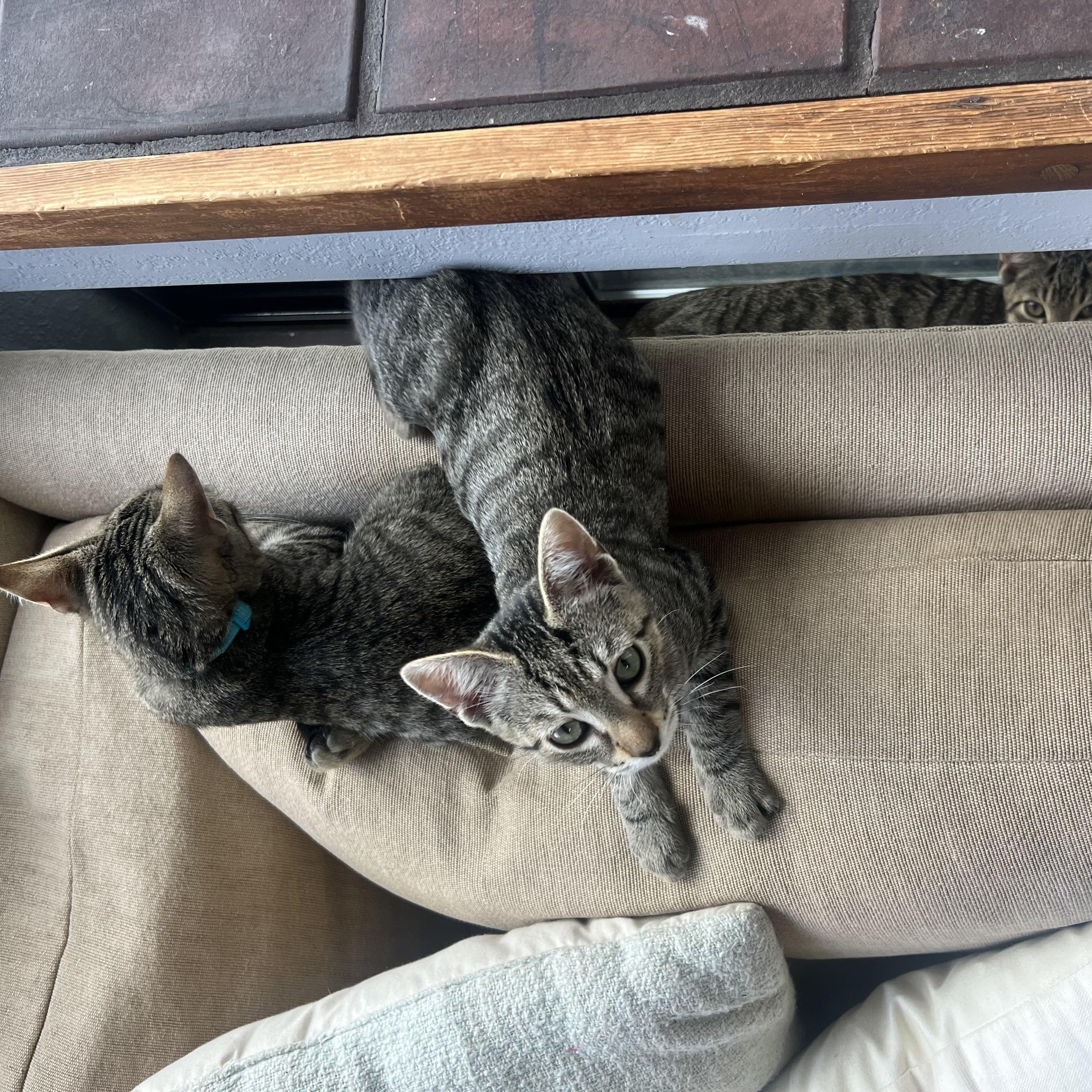 Enlarge Lenny, a Adoptable mixed breed in Los Osos, CA image 4/5