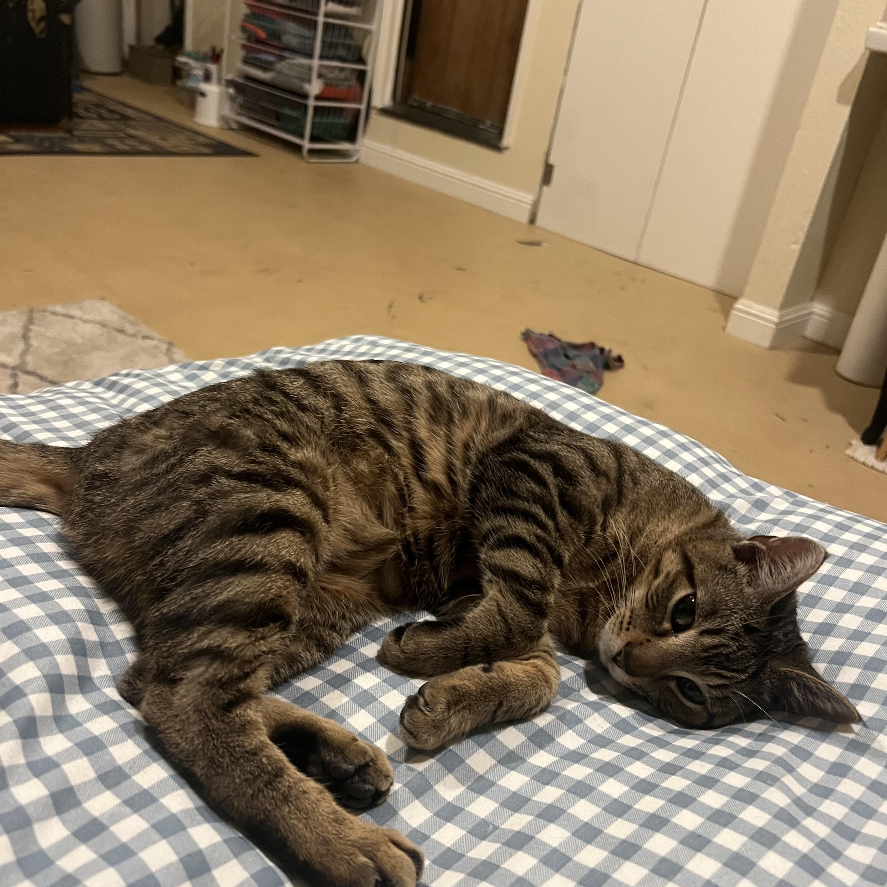 Lenny, an adopted mixed breed in Aliso Viejo, CA image 1/6