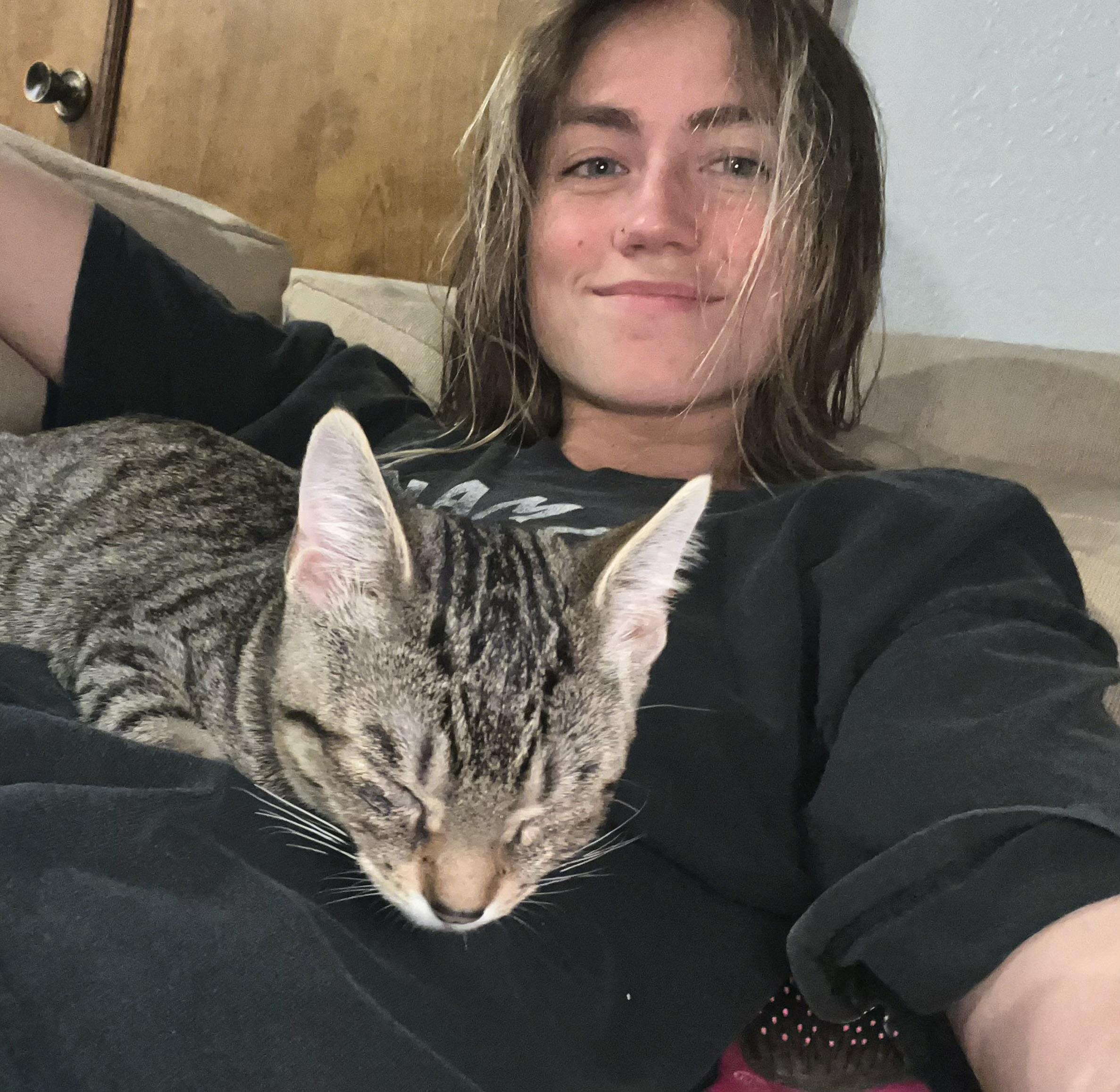 Lenny, Adoptable, Kitten Male Domestic Short Hair.