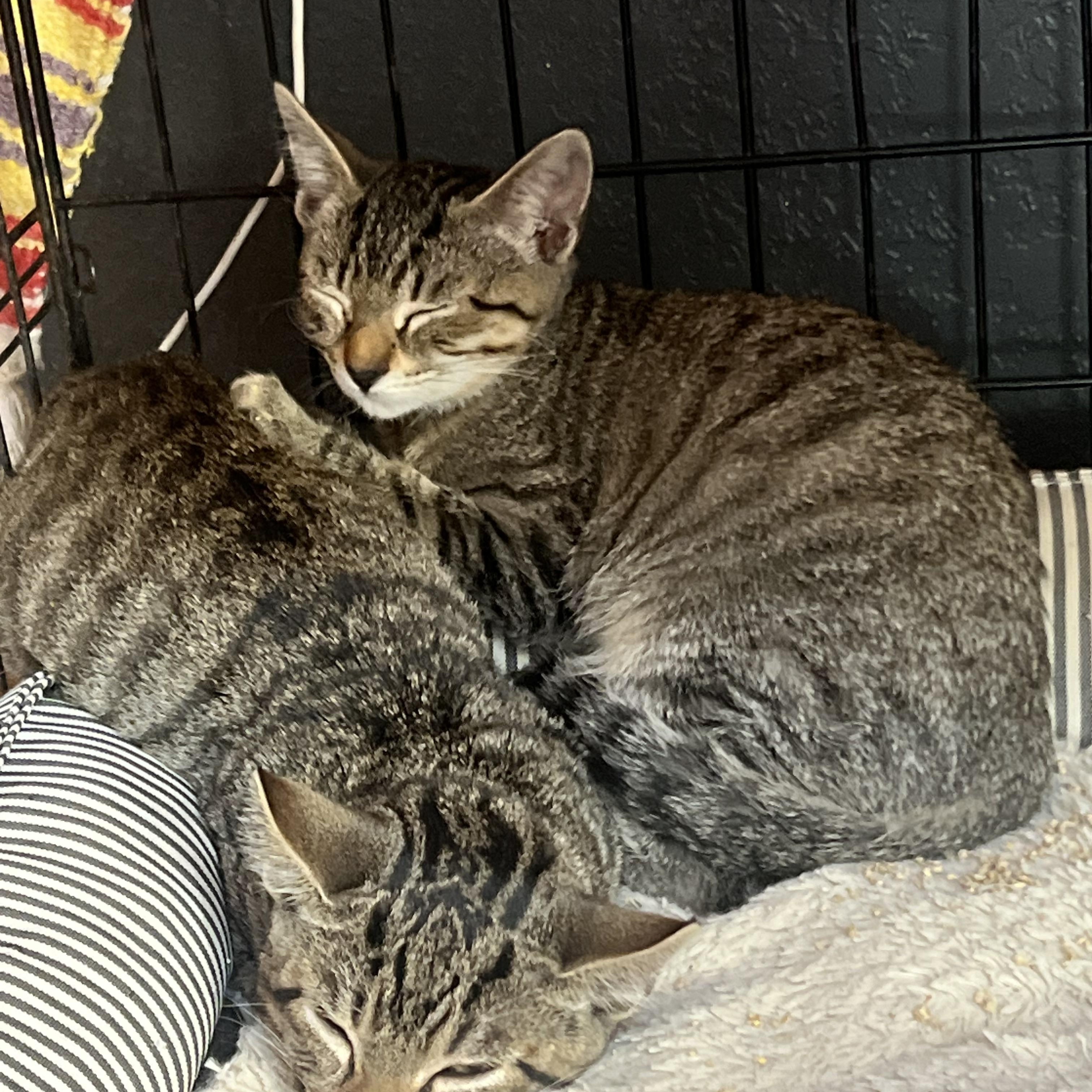 Enlarge Lenny, a Adoptable mixed breed in Los Osos, CA image 2/5