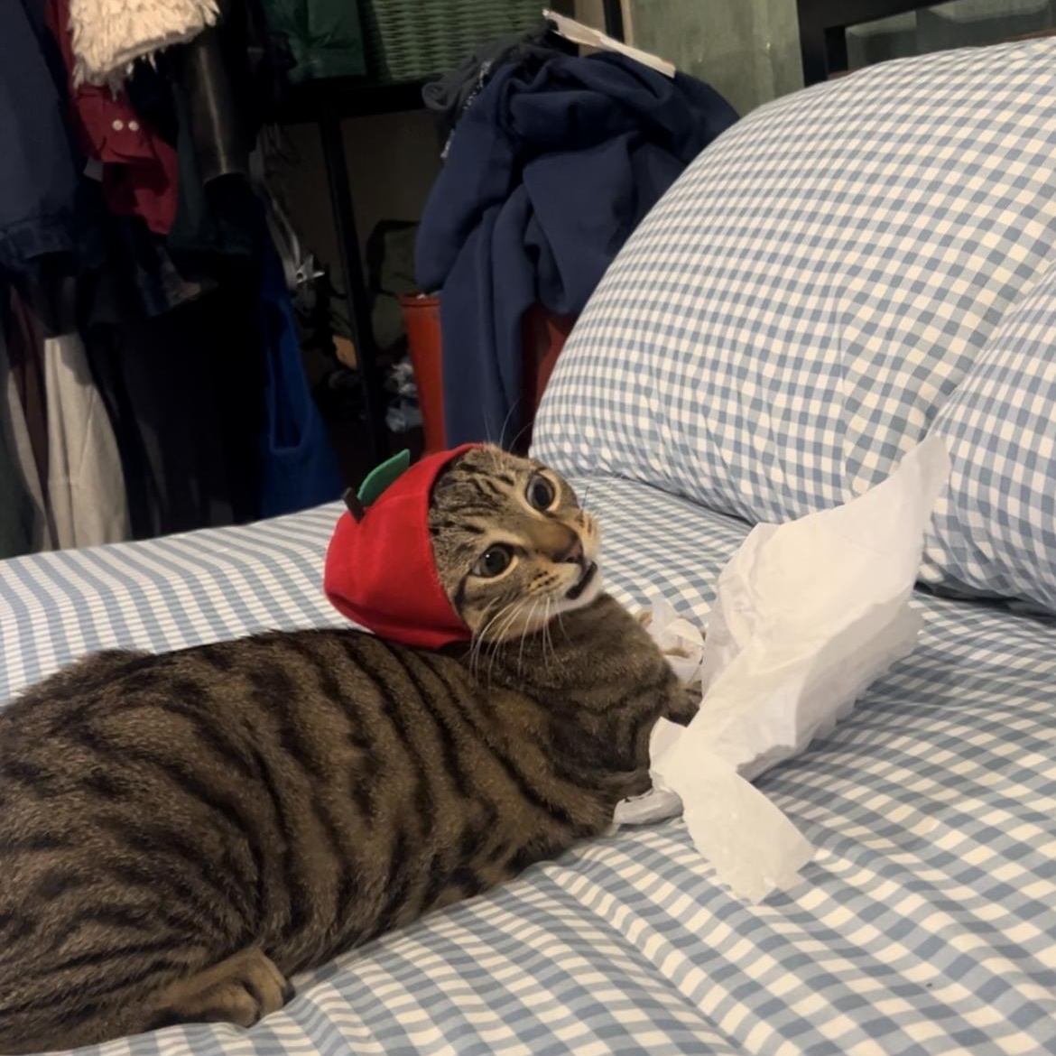 Lenny, an adopted mixed breed in Aliso Viejo, CA image 5/6