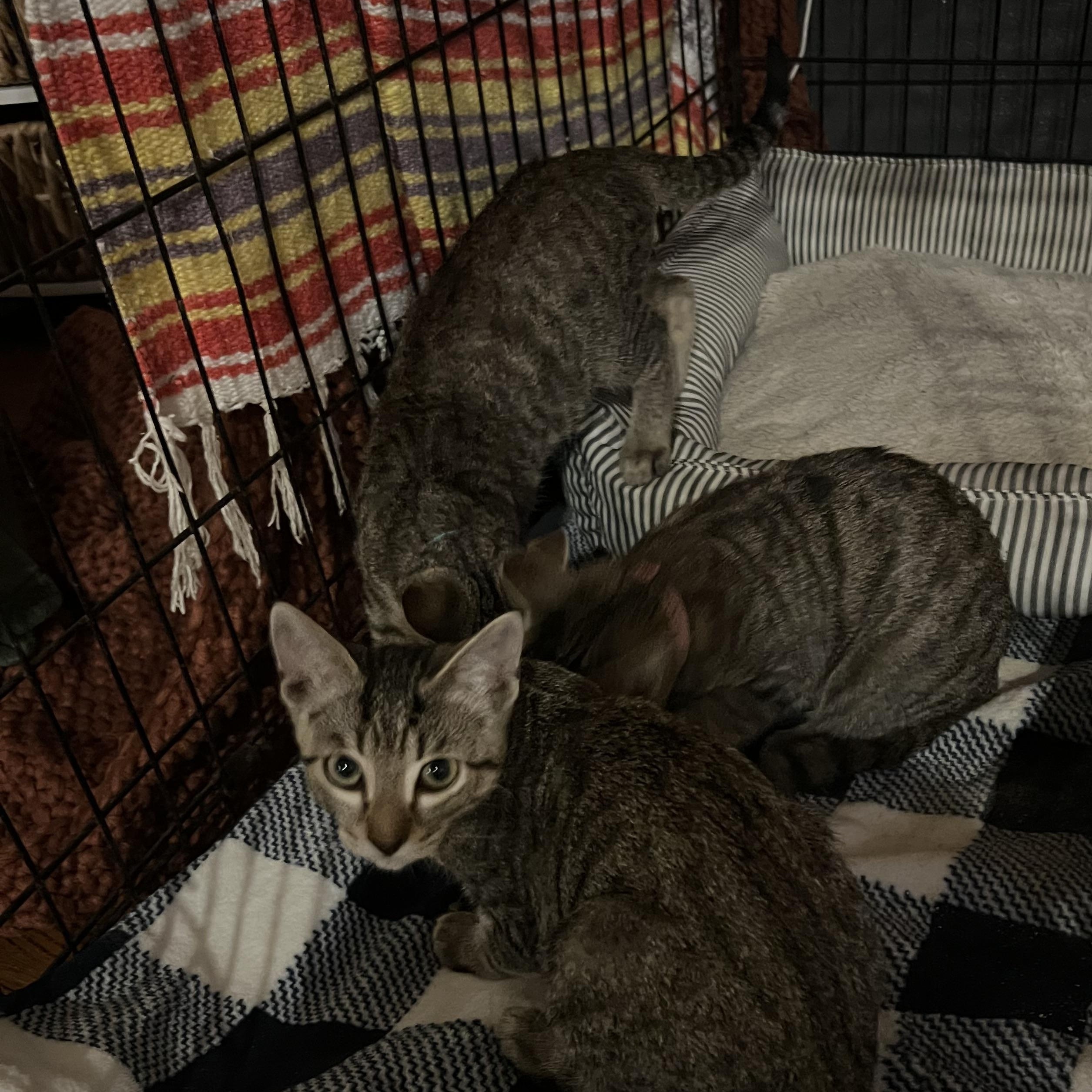 Enlarge Lenny, a Adoptable mixed breed in Los Osos, CA image 5/5