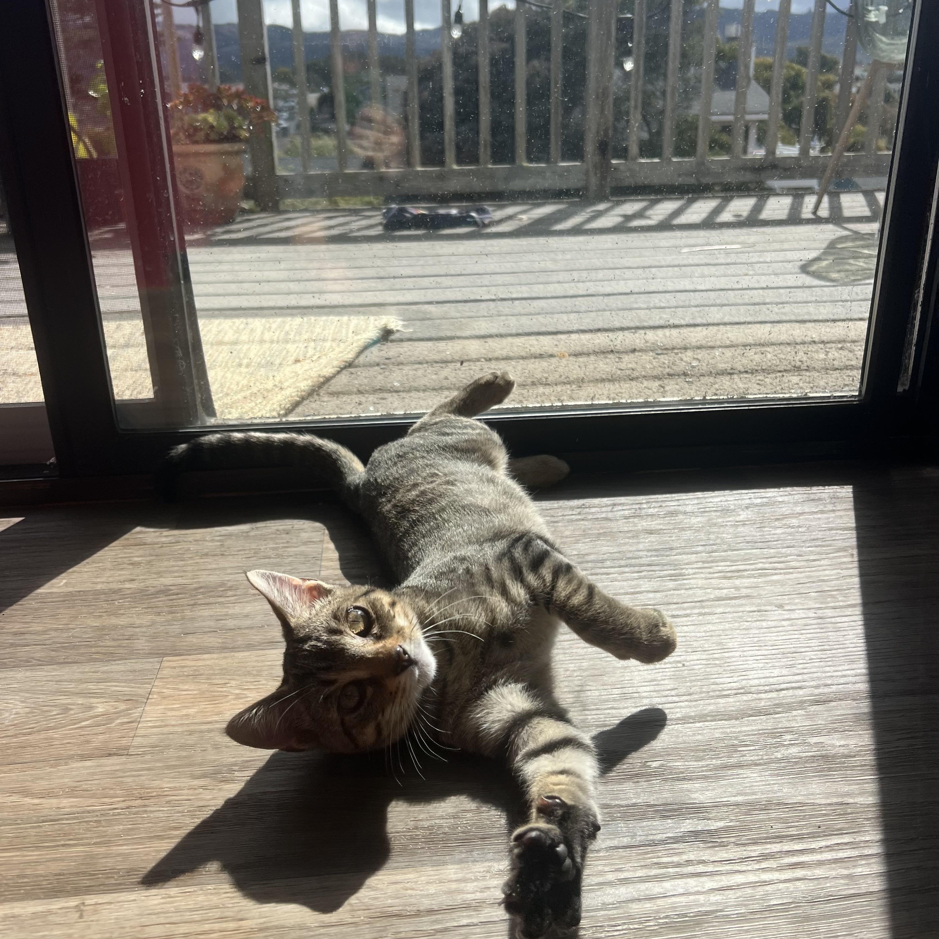 Enlarge Lenny, a Adoptable mixed breed in Los Osos, CA image 3/5