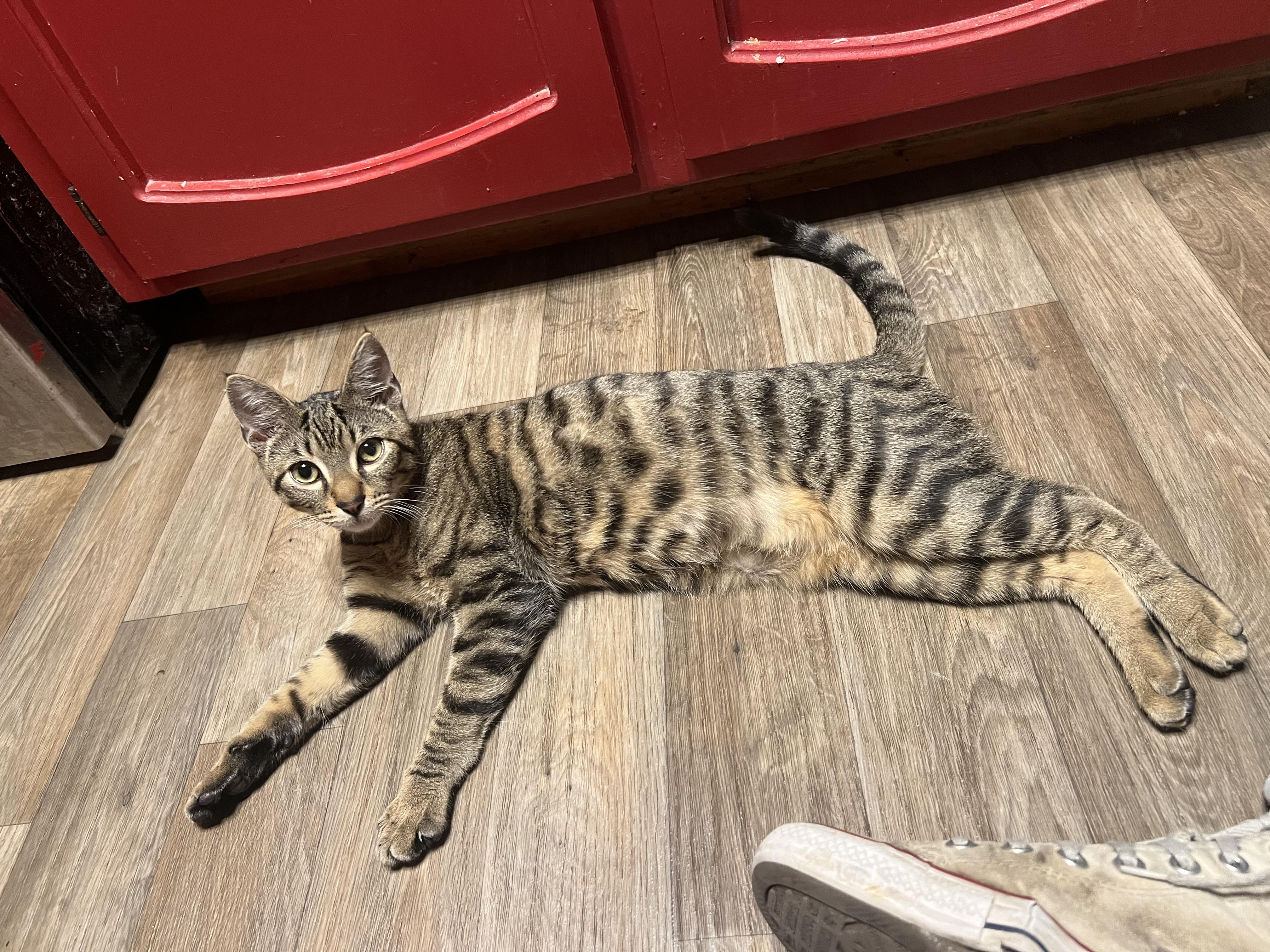 Lenny, an adopted mixed breed in Aliso Viejo, CA image 3/6