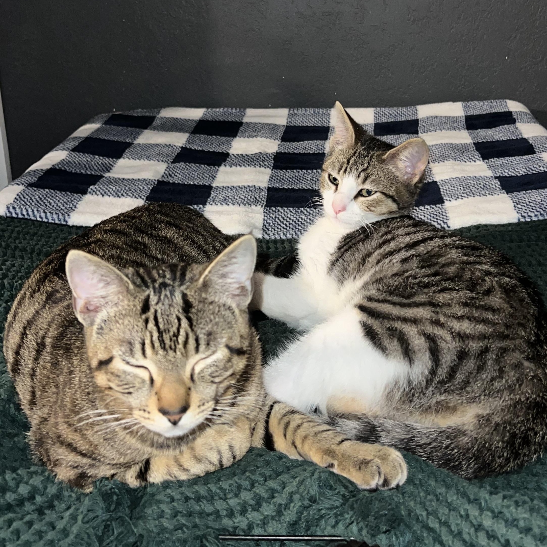 Lenny, an adopted mixed breed in Aliso Viejo, CA image 4/6