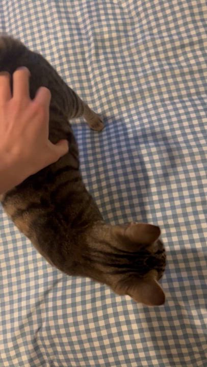 Enlarge Lenny, an adopted mixed breed in Aliso Viejo, CA video 6/6