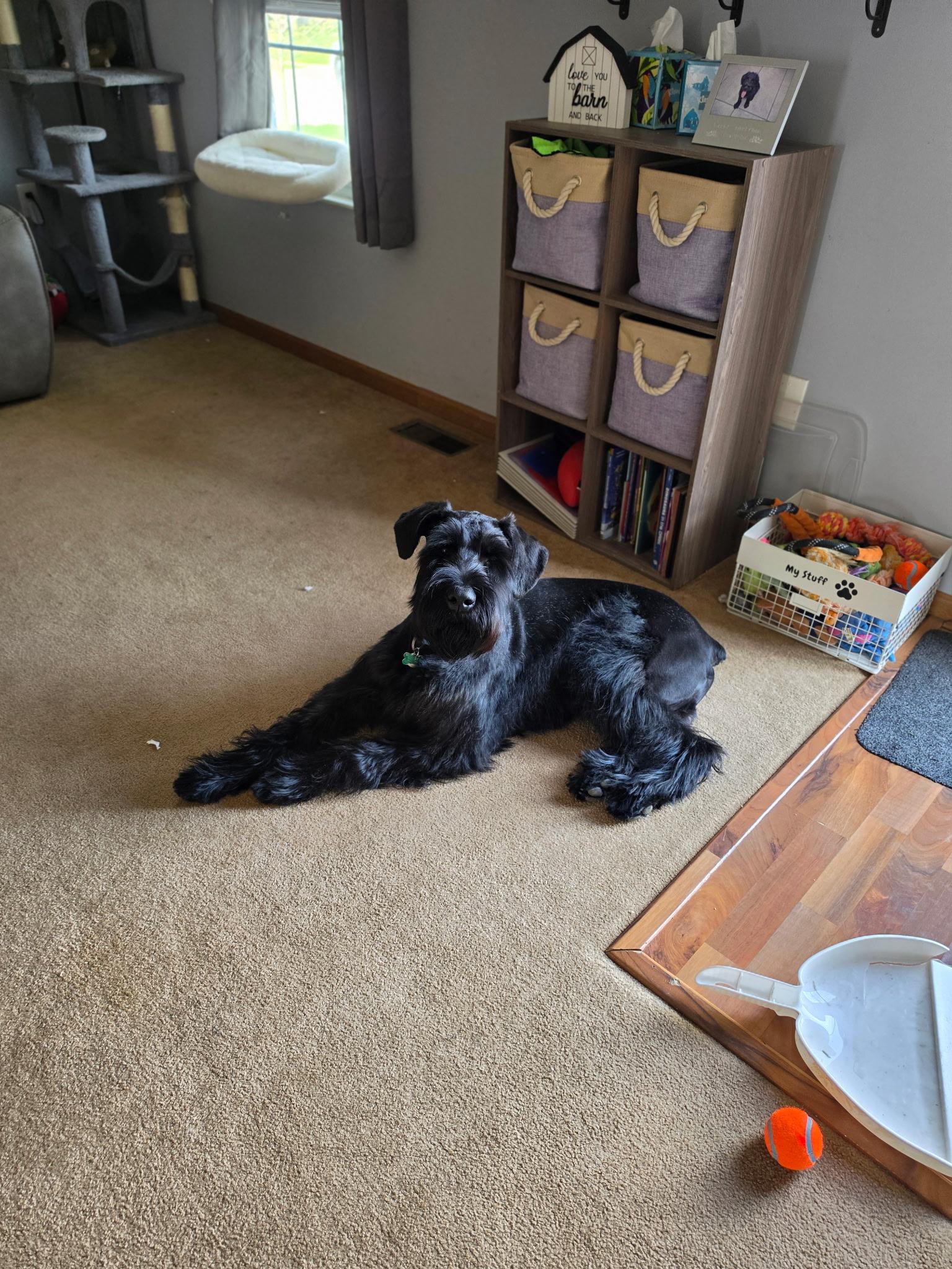 Maximus, ADOPTABLE, Young Male Giant Schnauzer.