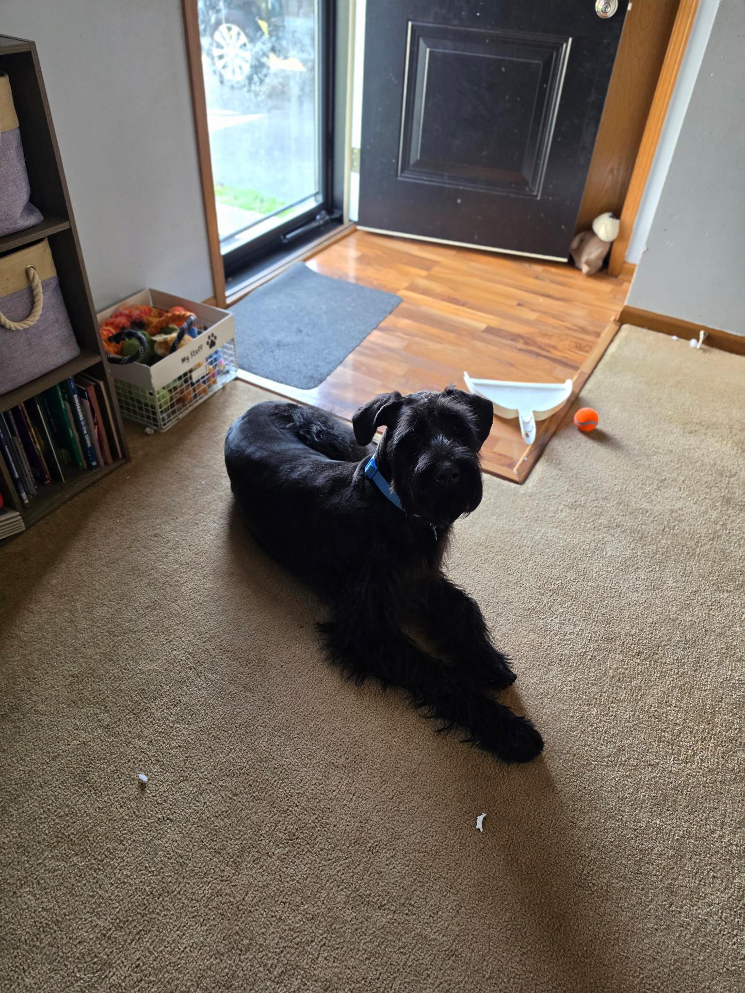 Maximus, a ADOPTABLE Giant Schnauzer in Zanesville, OH image 2/2