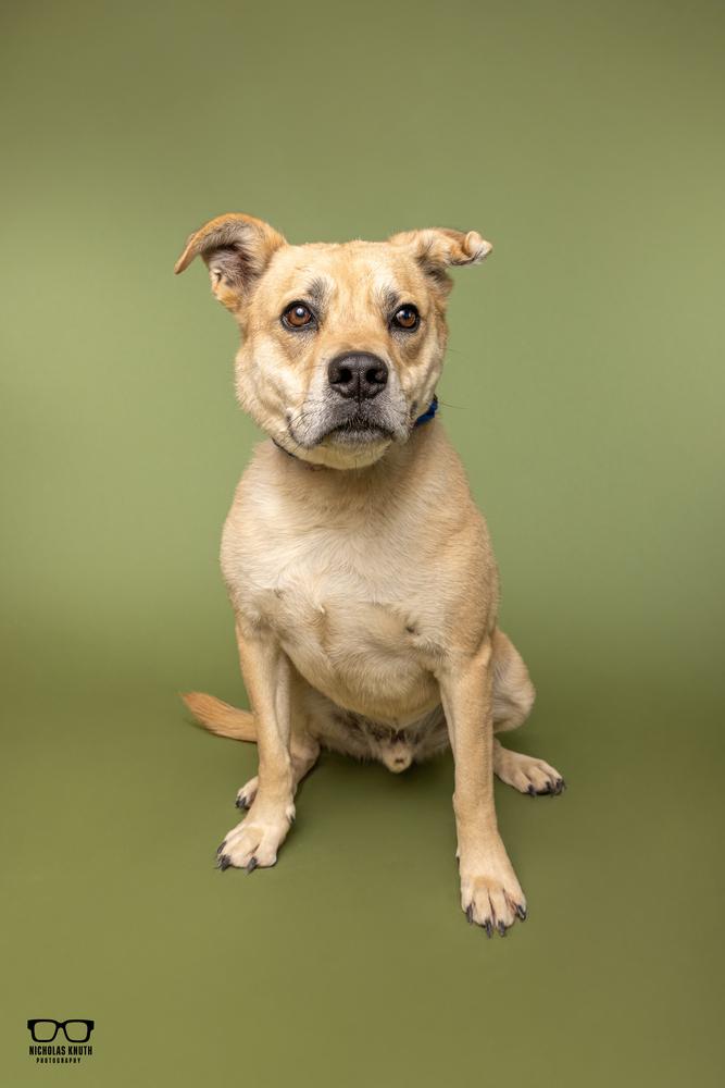 Enlarge Woody, a Adoptable mixed breed in Palatine, IL image 1/5