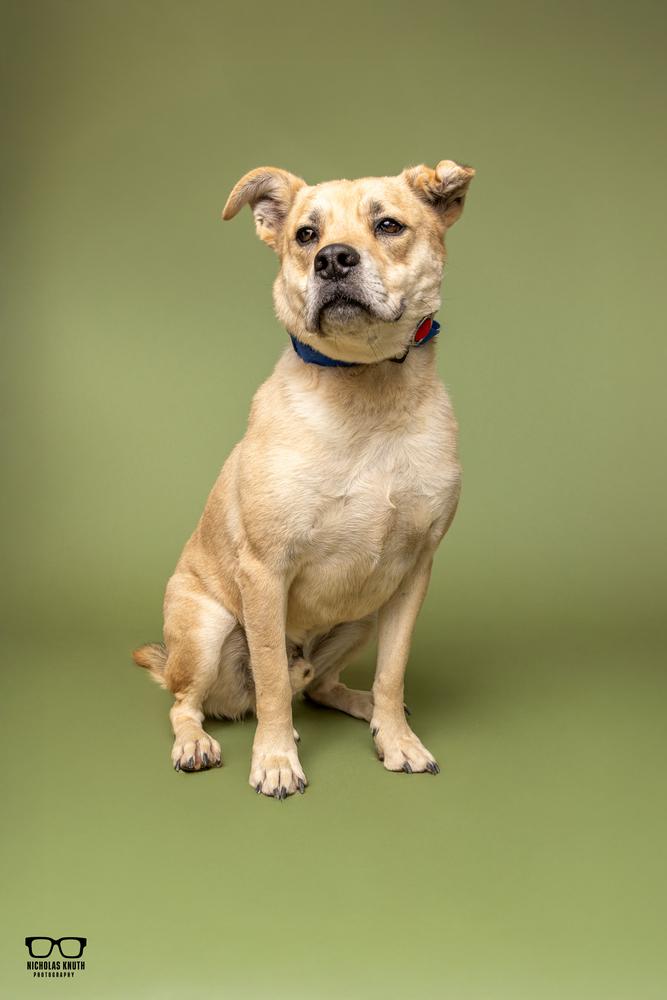 Enlarge Woody, a Adoptable mixed breed in Palatine, IL image 2/5