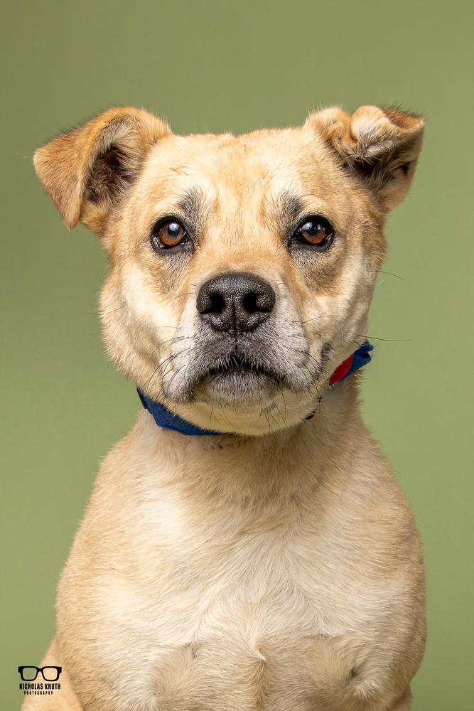 Enlarge Woody, a Adoptable mixed breed in Palatine, IL image 3/5