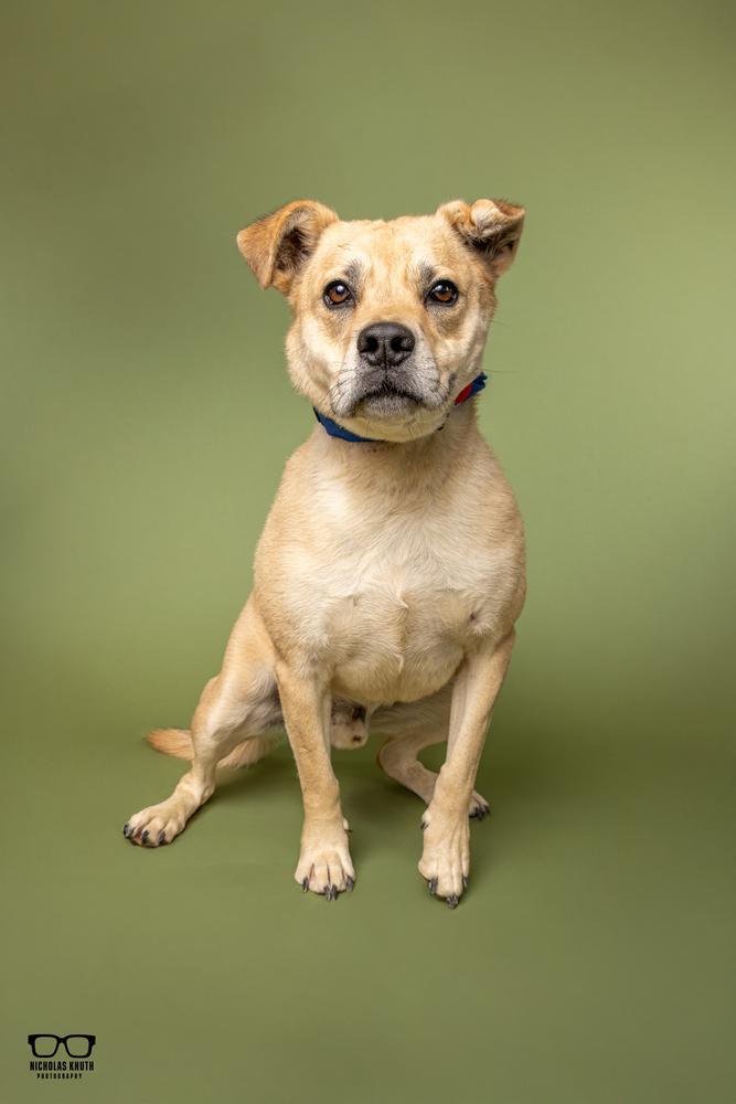 Enlarge Woody, a Adoptable mixed breed in Palatine, IL image 4/5