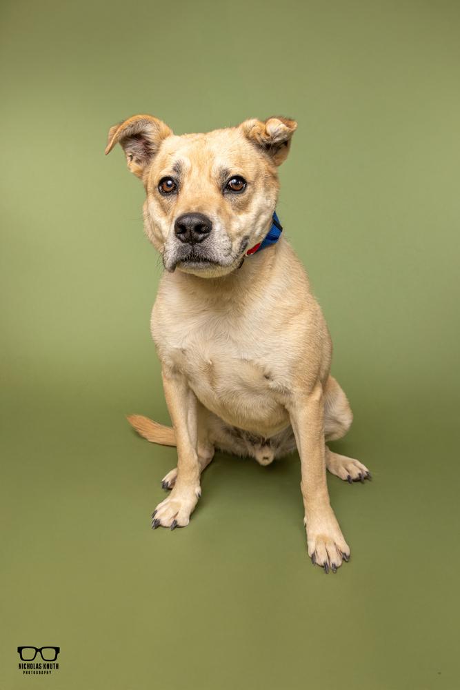 Enlarge Woody, a Adoptable mixed breed in Palatine, IL image 5/5