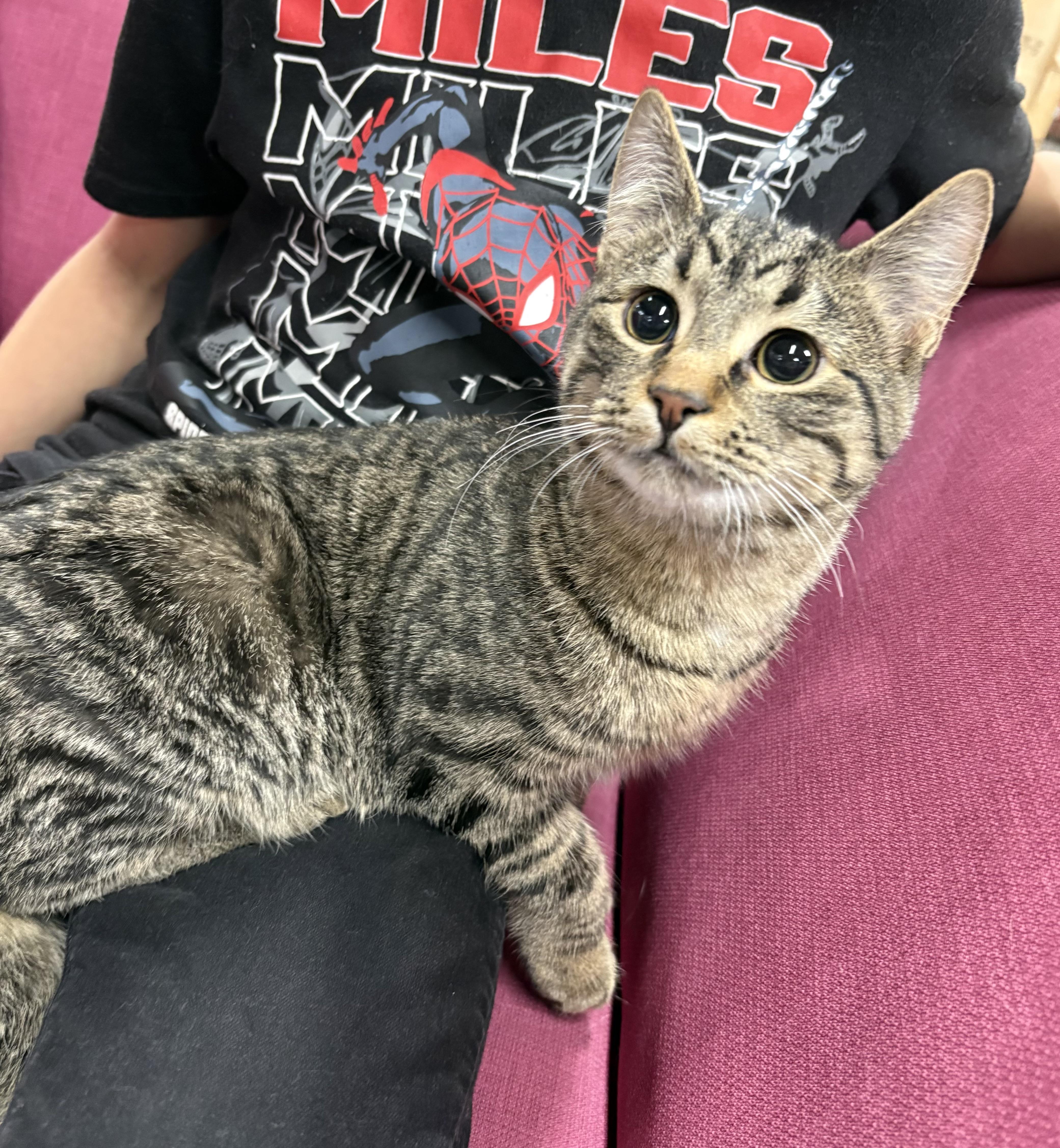 Prince Ali, a ADOPTABLE Domestic Short Hair in Faribault, MN image 2/2