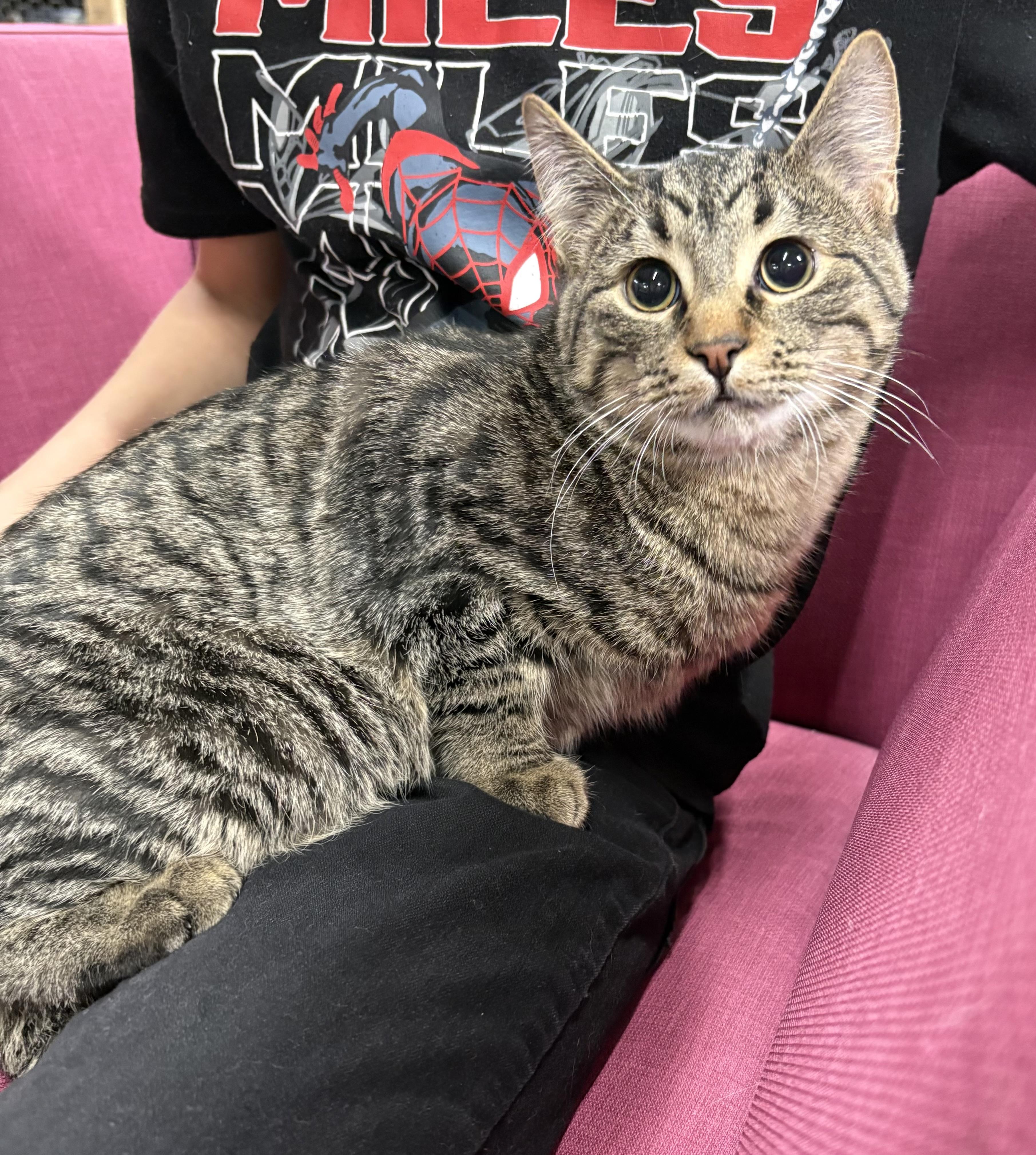 Prince Ali, a ADOPTABLE Domestic Short Hair in Faribault, MN image 1/2