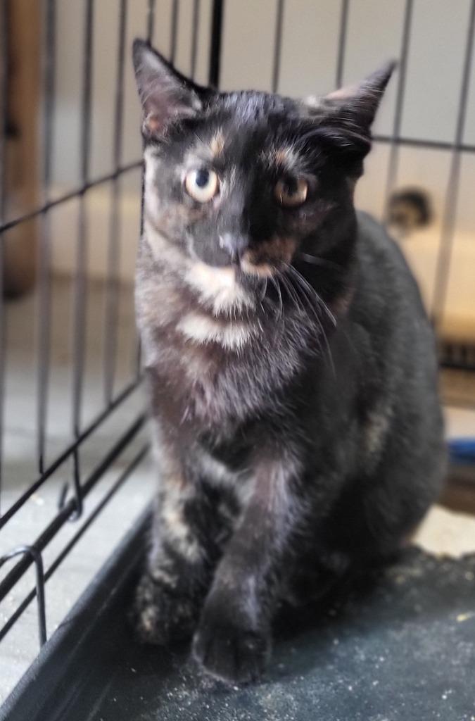 Marley, Adoptable, Kitten Female Manx.