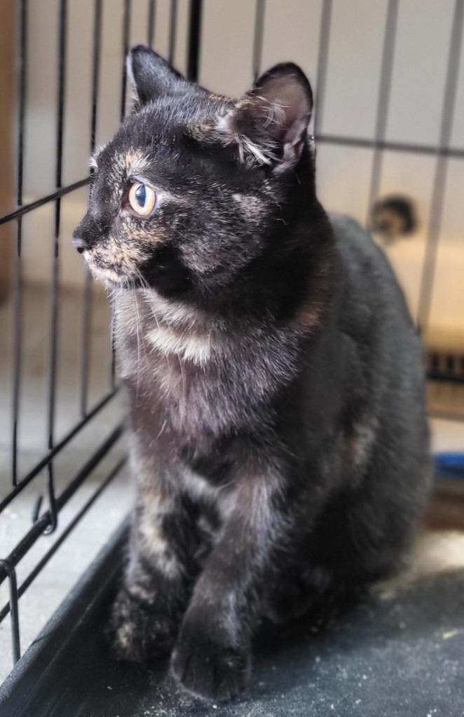 Enlarge Marley, a Adoptable Manx in Bloomington, IN image 2/6