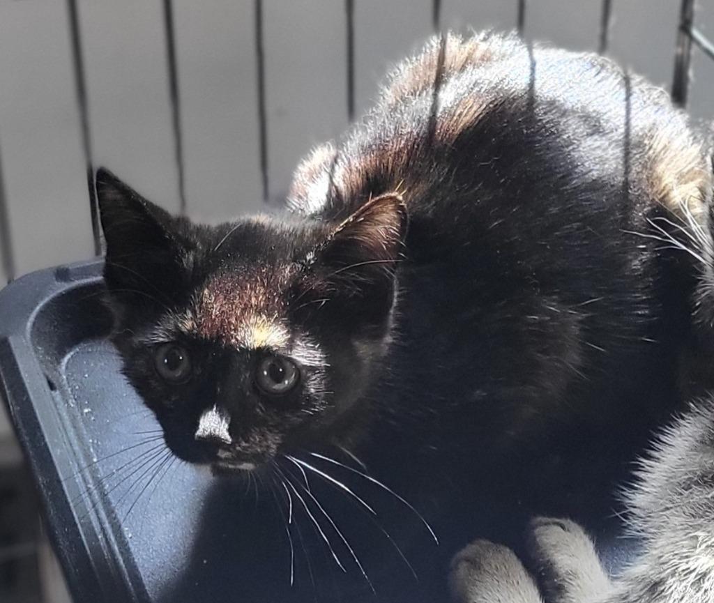Enlarge Marley, a Adoptable Manx in Bloomington, IN image 3/6