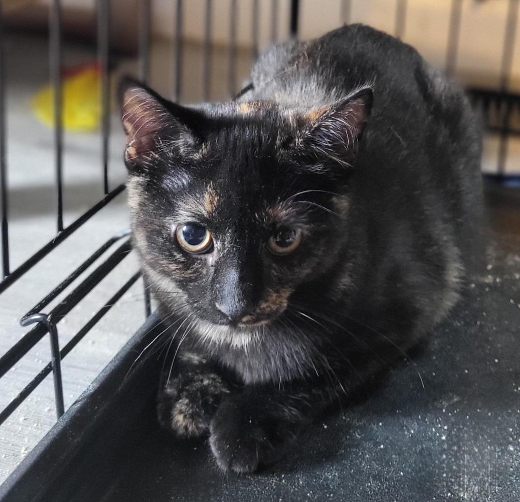 Enlarge Marley, a Adoptable Manx in Bloomington, IN image 4/6