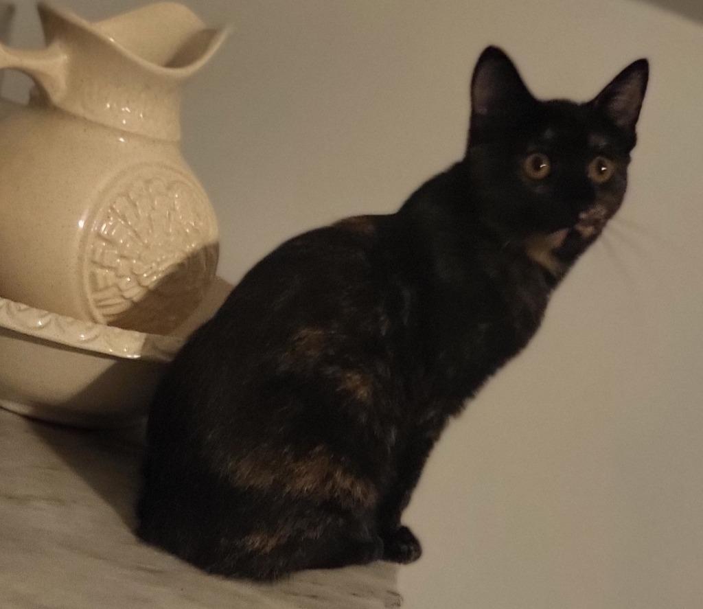 Enlarge Marley, a Adoptable Manx in Bloomington, IN image 5/6