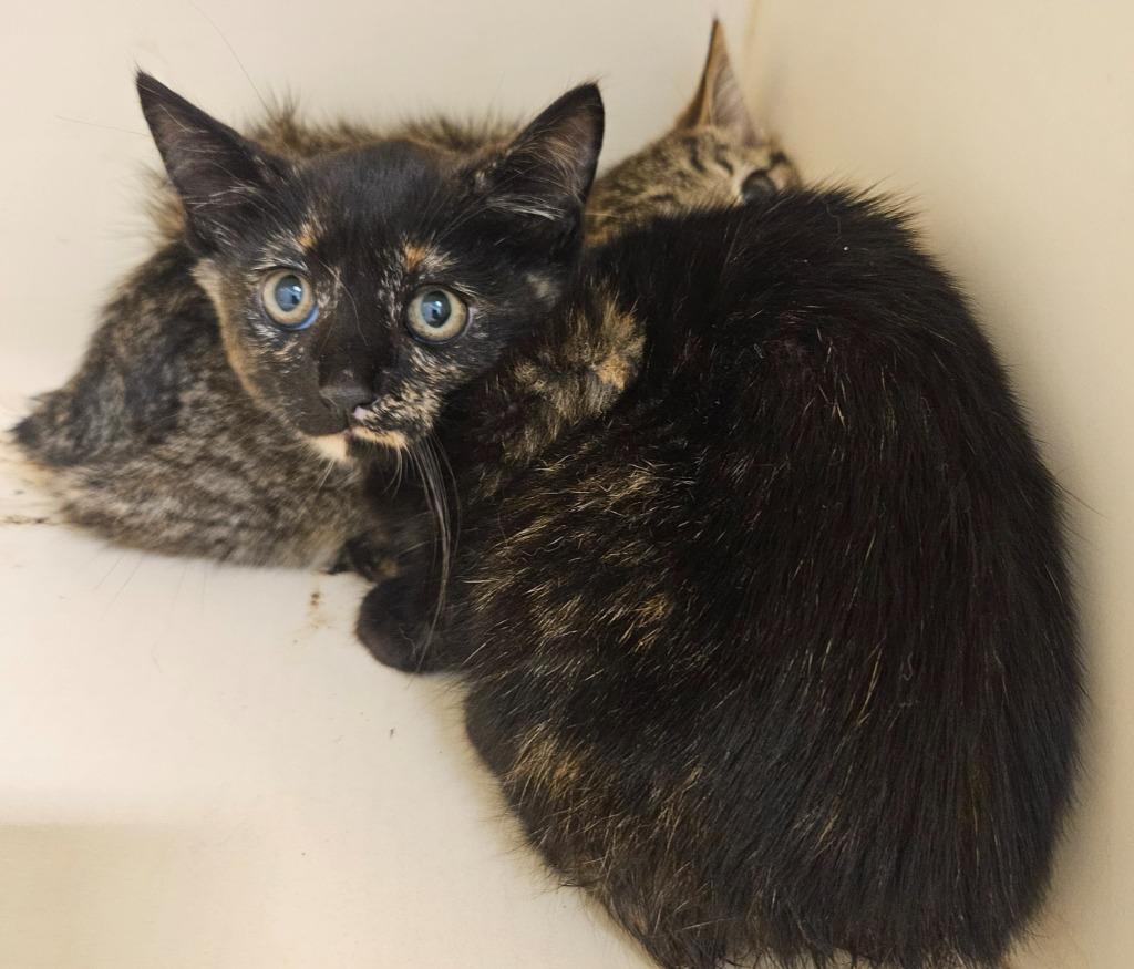 Enlarge Marley, a Adoptable Manx in Bloomington, IN image 6/6