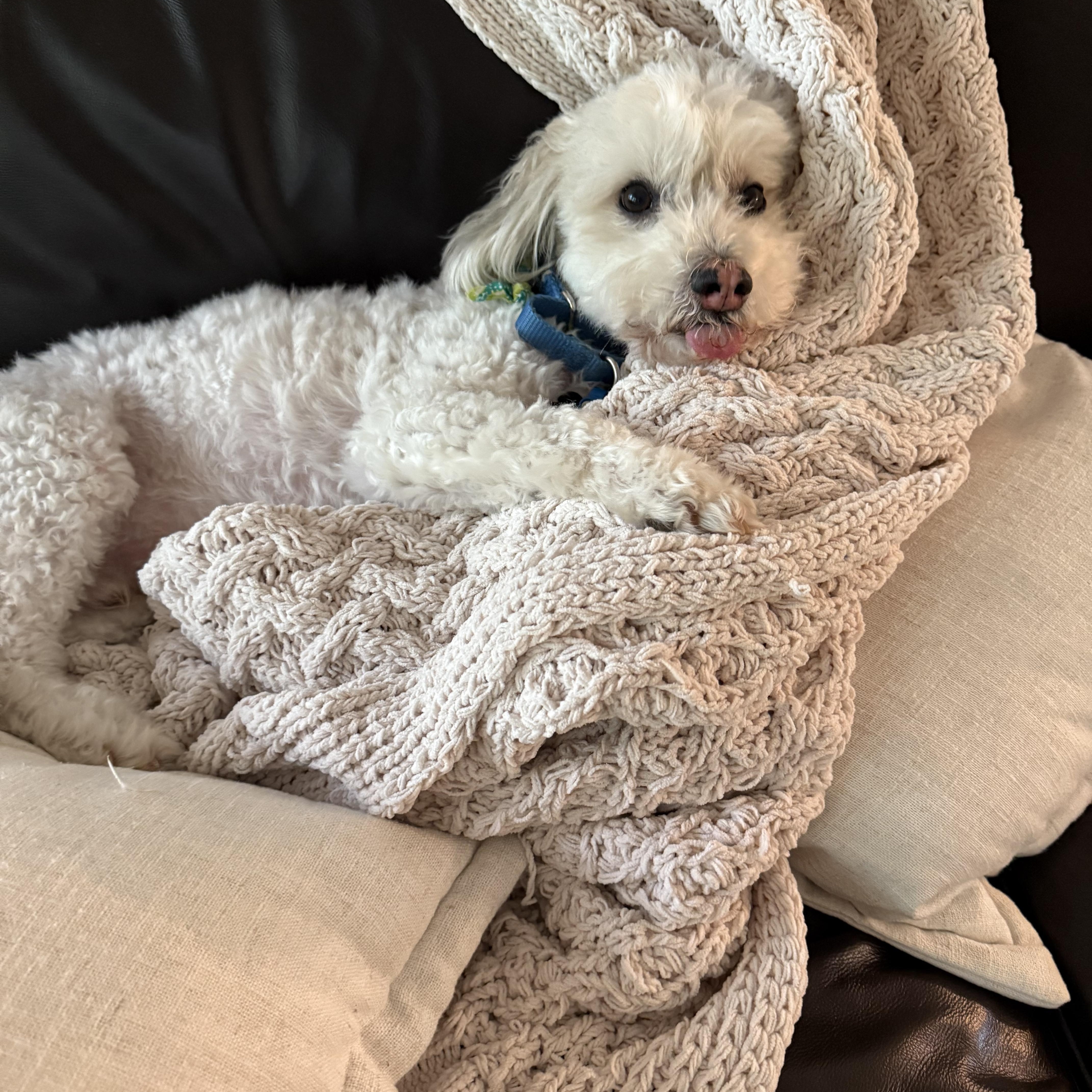 Bob, a ADOPTABLE mixed breed in Austin, TX image 4/5