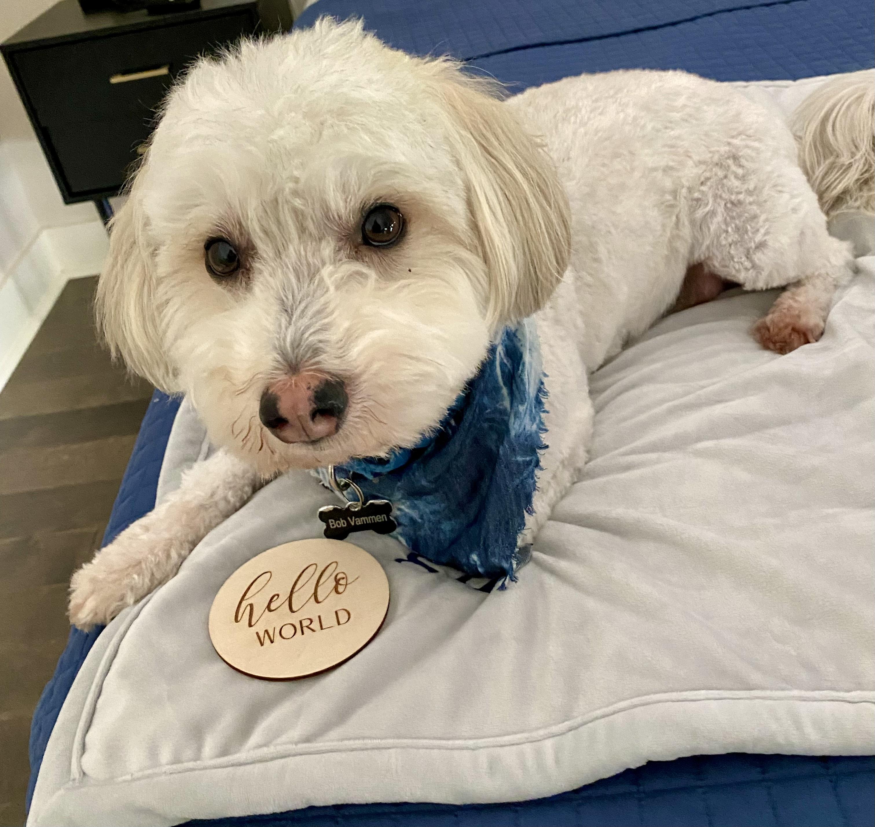 Bob, a ADOPTABLE mixed breed in Austin, TX image 1/5